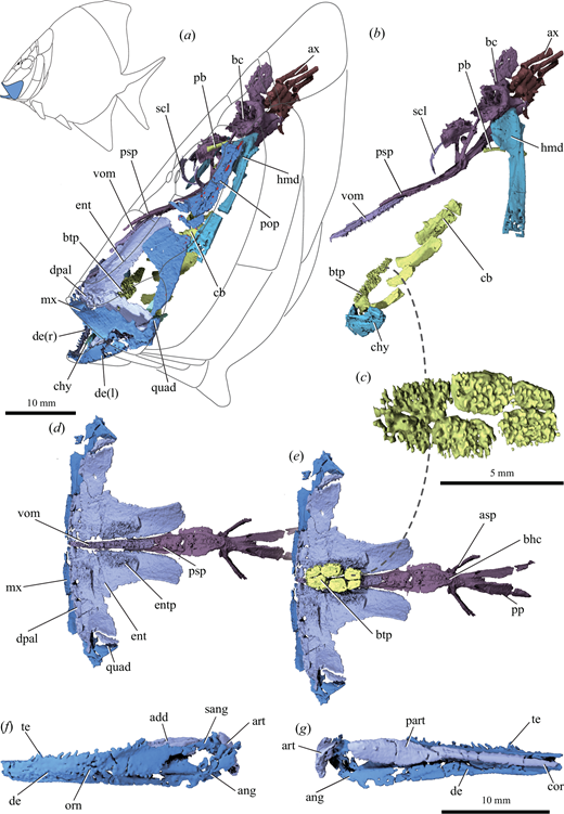 Cranial anatomy of †Platysomus parvulus (NHMUK PV P11697) based on µCT scanning.