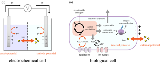 Bioelectrical understanding and engineering of cell biology | Journal ...