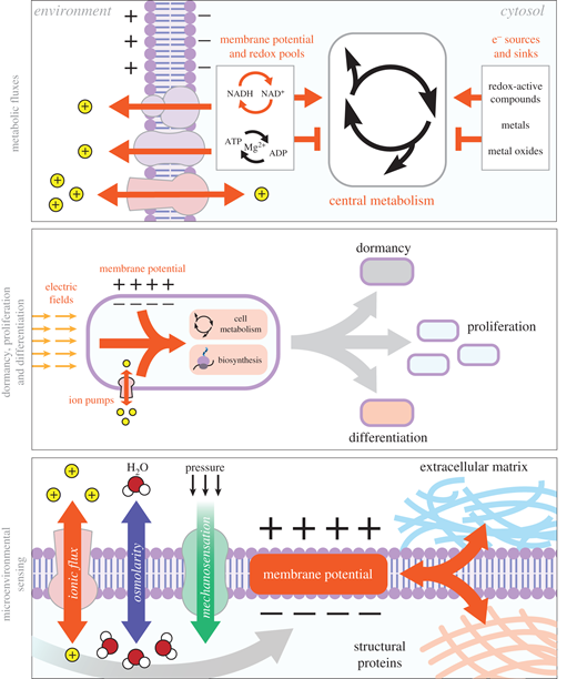 Bioelectrical understanding and engineering of cell biology | Journal ...