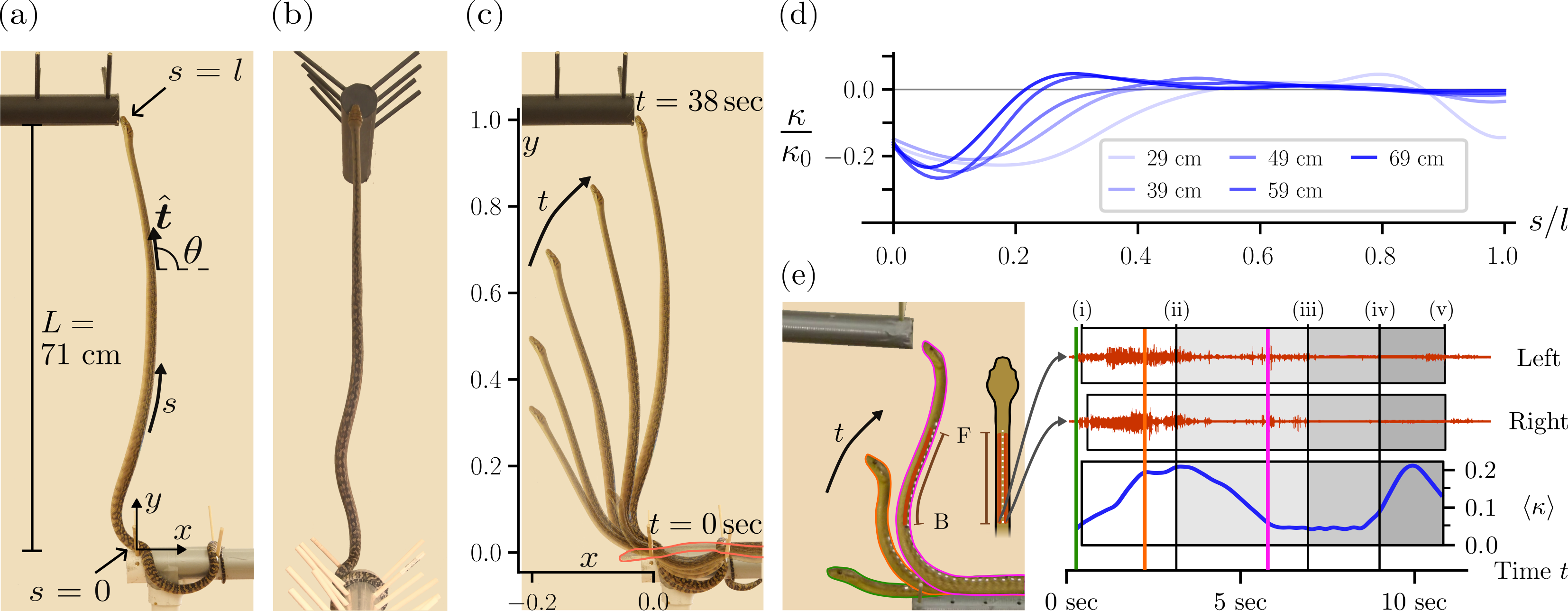 ヘビの直立能力研究がソフトロボティクスに応用(Snakes Off The Plane) ヘビの直立能力研究がソフトロボティクスに応用(Snakes Off The Plane)