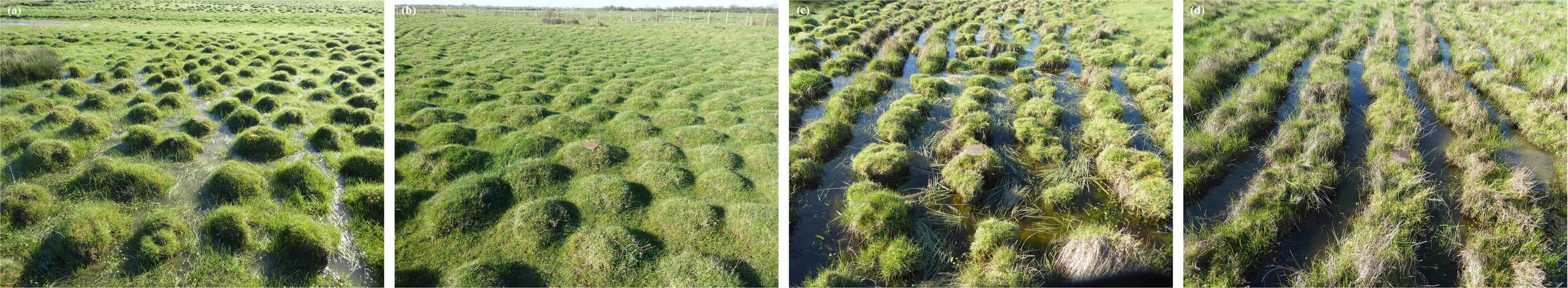 湿地土壌における生物多様性が自己組織化により促進されることを解明（Marsh soils: biodiversity fostered by self-organization）