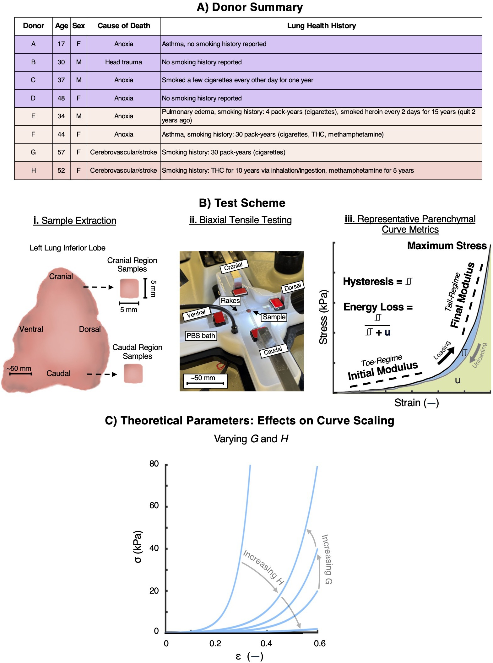 喫煙が肺を硬化させる仕組みを解明(What we now know about how smoking stiffens lungs) 喫煙が肺を硬化させる仕組みを解明(What we now know about how smoking stiffens lungs)