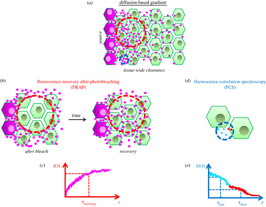 Patterning principles of morphogen gradients | Open Biology | The Royal ...