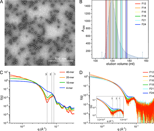 AdhE spirosomes are fractionated by size exclusion chromatography