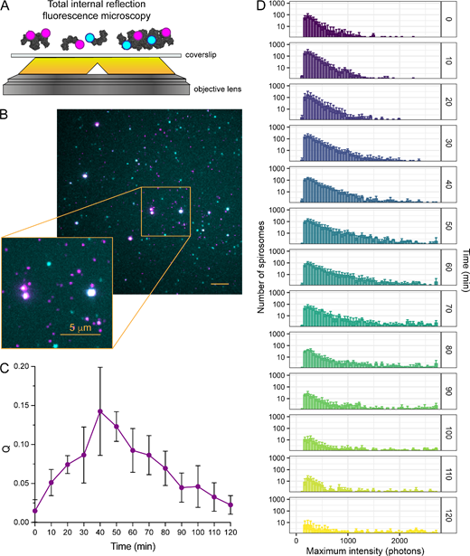 AdhE spirosome formation is dynamic in the absence of stimuli