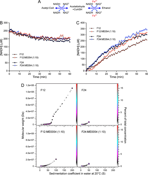 AdhE spirosome length drives the direction of the enzymatic reaction
