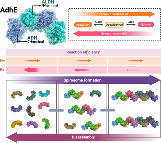 Model explaining that AdhE forms spirosomes to control the direction of its enzymatic reactions