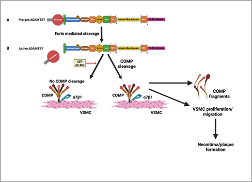 the-biology-and-pathophysiology-of-the-proatherogenic-metalloprotease