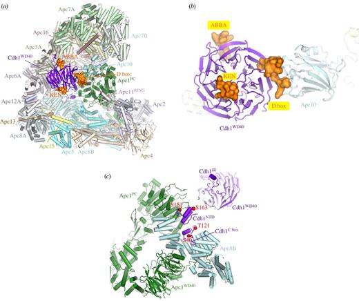 Visualizing the complex functions and mechanisms of the anaphase ...