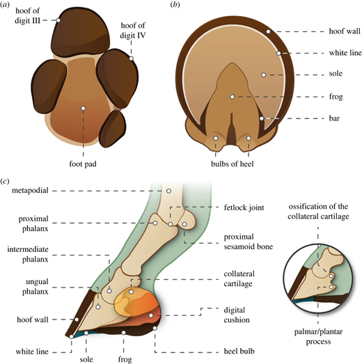 Hipparion tracks and horses' toes: the evolution of the equid single ...