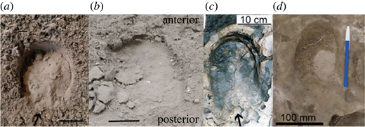 Hipparion tracks and horses' toes: the evolution of the equid single ...