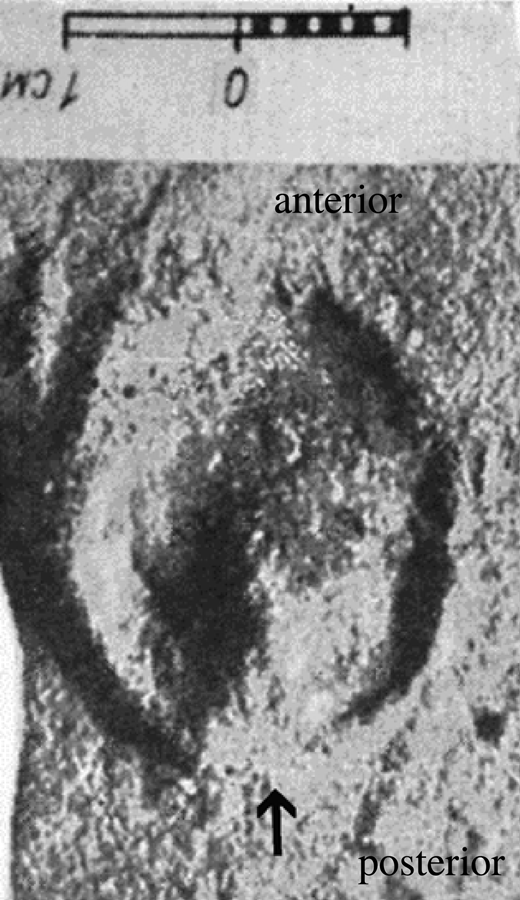 Hipparion tracks and horses' toes: the evolution of the equid single ...