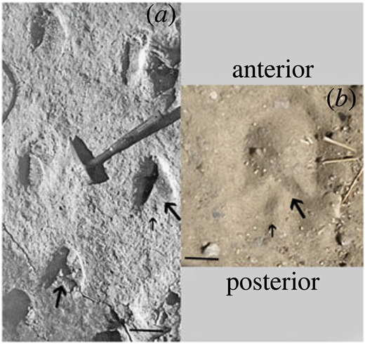 Hipparion tracks and horses' toes: the evolution of the equid single ...