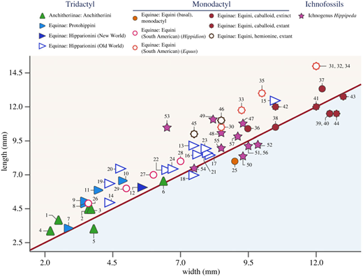 Hipparion tracks and horses' toes: the evolution of the equid single ...