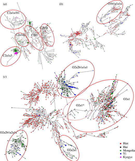 Comprehensive insights into the genetic background of Chinese ...