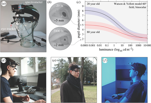 瞳孔拡張は加齢とともに減少する(Pupil dilation decreases with age)
