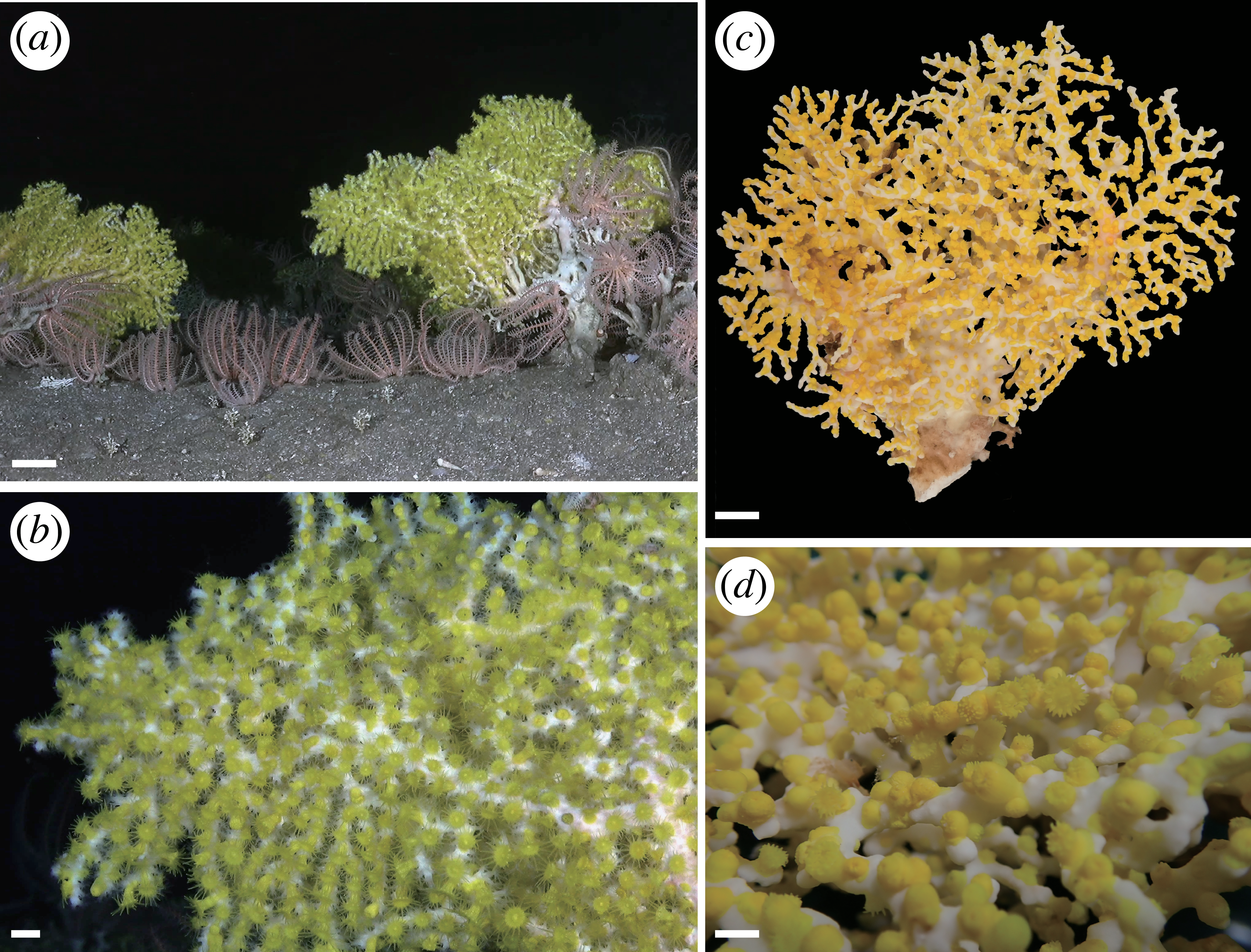 沖縄近海で発見された深海生物が「世界の新種トップ10」に選出 ー琉球大学などの研究チームが発見した発光する新種が国際データベースWoRMSにより選定 ー 沖縄近海で発見された深海生物が「世界の新種トップ10」に選出 ー琉球大学などの研究チームが発見した発光する新種が国際データベースWoRMSにより選定 ー