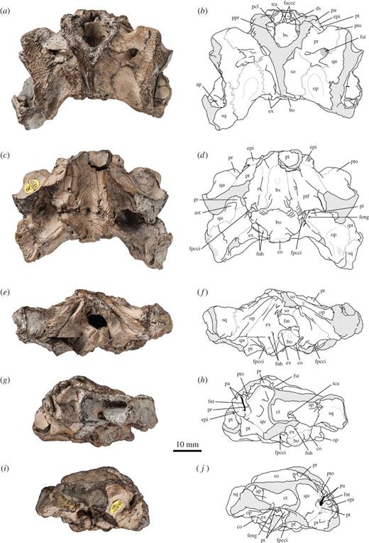 Plesiochelys etalloni, basicranium, NHMUK R3370, Kimmeridge Clay (unknown locality). (a) Photograph in dorsal view; (b) interpretative drawing in dorsal view; (c) photograph in ventral view; (d) interpretative drawing in ventral view; (e) photograph in posterior view; (f) interpretative drawing in posterior view; (g) photograph in left lateral view; (h) interpretative drawing in left lateral view; (i) photograph in right lateral view; (j) interpretative drawing in right lateral view. ap, antrum postoticum; ast, aditus canalis stapedio-temporalis; bo, basioccipital; bs, basisphenoid; co, condylus occipitalis; ct, cavum tympani; ds, dorsum sellae; epi, epipterygoid; ex, exoccipital; faccc, foramen anterius canalis carotici cerebralis; feng, foramen externus nervi glossopharyngei; fm, foramen magnum; fnh, foramen nervi hypoglossi; fnt, foramen nervi trigemini; fpcci, foramen posterius canalis carotici interni; fst, foramen stapedio-temporale; ica, incisura columellae auris; op, opisthotic; pa, parietal; pcl, processus clinoideus; pi, processus interfenestralis; ppr, pila prootica; pr, prootic; pt, pterygoid; ptf, pterygoid fossa; pto, processus trochlearis oticum; qu, quadrate; so, supraoccipital; sq, squamosal; tra, trabecula. Hatchings represent damaged area. Matrix is in grey. Refer to the image caption for details.