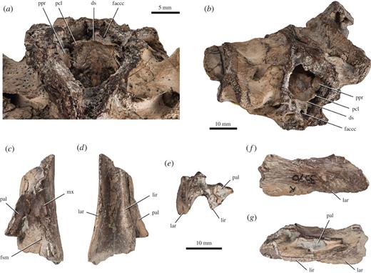 Plesiochelys etalloni, basicranium and maxilla, NHMUK R3370, Kimmeridge Clay (unknown locality). (a) Close-up of the area of the dorsum sellae in dorsal view; (b) anterodorsolateral view showing the left wall of the cavum cranii with the entirely ossified pila prootica; (c) right maxilla in dorsal view; (d) right maxilla in ventral view; (e) right maxilla in anterior view; (f) right maxilla in lateral view; (g) right maxilla in medial view. ds, dorsum sellae; faccc, foramen anterius canalis carotici cerebralis; fsm, foramen supramaxillare; lar, labial ridge; lir, lingual ridge; mx, maxilla; pal, palatine; pcl, processus clinoideus; ppr, pila prootica. Refer to the image caption for details.