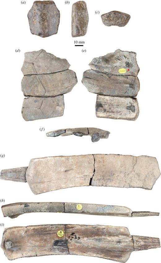 Tropidemys langii, Kimmeridge Clay of Weymouth, Dorset, UK. (a–c) NHMUK OR44178b, isolated (fourth?) neural bone in dorsal (a), right lateral (b) and anterior (c) views; (d–f) NHMUK OR45920, right costals 1–3 of a juvenile in dorsal (d), ventral (e) and lateral (f) views; (g–i) NHMUK R2733, large left costal 4 in dorsal (g), anterior (h) and ventral (i) views. Refer to the image caption for details.