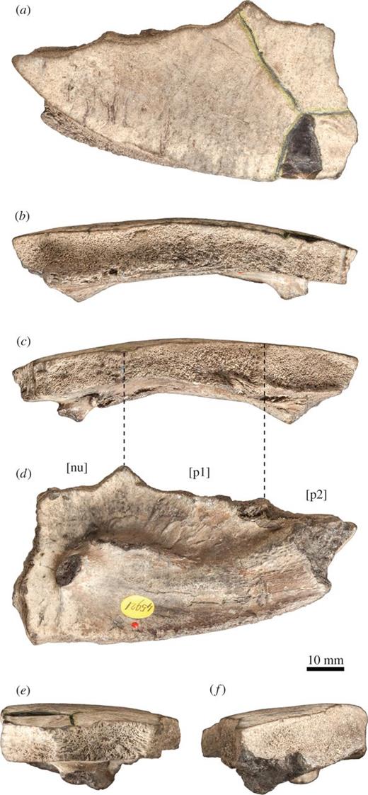 Tropidemys langii, isolated left first costal, NHMUK OR45921, Kimmeridge Clay of Weymouth, Dorset, UK. (a) dorsal view; (b) posterior view; (c) anterior view; (d) ventral view; (e) medial view; (f) lateral view. [nu], surface of suture with nuchal; [p1] surface of suture with peripheral 1; [p2] surface of suture with peripheral 2. Refer to the image caption for details.