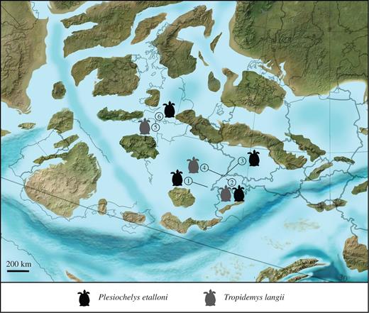 Palaeobiogeographic distribution of Plesiochelys etalloni (black) and Tropidemys langii (dark grey). Localities: (1) Moirans-en-Montagne, Department of Jura, France (type locality of Plesiochelys etalloni); (2) Solothurn, Canton of Solothurn, Switzerland (type locality of Tropidemys langii); (3) Glovelier, Canton of Jura, Switzerland; (4) Porrentruy, Canton of Jura, Switzerland; (5) Weymouth, Dorset, UK; (6) unknown locality (specimen NHMUK R3370). Palaeogeographic map from Ron Blakey, Colorado Plateau Geosystems, Arizona, USA (http://cpgeosystems.com/paleomaps.html). Refer to the image caption for details.