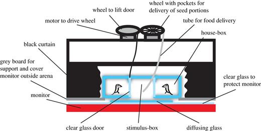 The apparatus as viewed from the side with the curtains ‘withdrawn’ to show the arena. The arena rested on grey boards about 20 mm above a diffusing glass floor on the monitor. An extra layer of clear glass protected the monitor from mechanical damage while the diffusing glass could be removed for cleaning. Two tubes (only one shown) were used to deliver seeds from the wheel to the left or the right side of the stimulus-box. Transparent doors closed the house-boxes, but could be opened by an attachment (only one shown) to a wheel similar to that used for feeding. See electronic supplementary material, methods for photographs (electronic supplementary material, figure S1). The arena was solely illuminated by the monitor.
