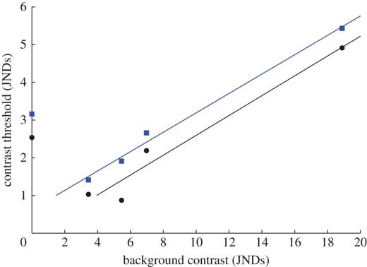 Linear functions fitted to data on colour discrimination at modest to strong background contrast in two zebra finches (Y77, blue squares and y82, black circles). Contrast threshold varies significantly with background contrast (Pearson's correlation: Y77, p = 0.001; y82, p = 0.039). The functions have slopes of 0.257 and 0.263, R2-values of 0.99 and 0.96, and intersect with the 1 JND threshold at 1.48 and 3.94 JNDs background contrast in Y77 and Y82, respectively. The data on detection at zero background contrast are included to show the dipper function, the dip in thresholds at low to medium background contrast. Background contrast is calculated as in figure 4.