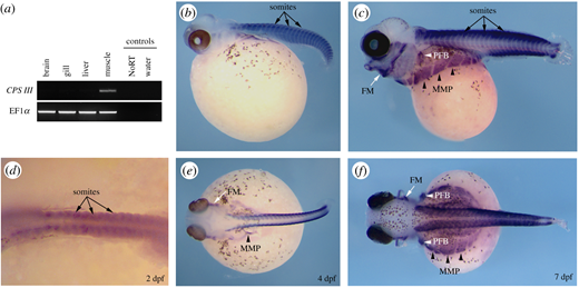Expression analysis of carbamoyl-phosphate synthetase III (CPS III) from adult tissues and developing embryos of Alcolapia alcalica. (a) Reverse transcriptase PCR and gel electrophoresis showing the muscle-specific expression of CPS III, EF1α shown as normalization control. (b–f) Lateral (c and e) and dorsal (b, d and f) views of in situ hybridization for CPS III in developing A. alcalica embryos at different stages (number of days post fertilization [dpf] indicated). The blue colour indicates the detection of mRNA. The black/brown is endogenous pigment apparent in the retina and the chromatophores. Black arrows show somites, black arrowheads indicate region of migrating muscle progenitors (MMP), white arrows show facial muscle (FM) and white arrowheads indicate developing pectoral fin bud (PFB). Black dots around the yolk and on the body are chromatophores (pigment cells). Refer to the image caption for details.