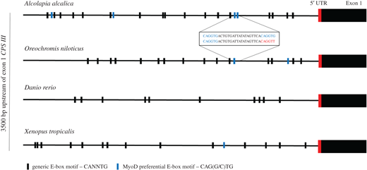 Sequence comparison of a 3500 bp region upstream of exon 1 of CPS III. Presence of generic E-box sites with the consensus motif of CANNTG are annotated by black bars and MyoD preferential E-box motifs of CAG(G/C)TG are represented by blue bars. Insert shows sequence of Alcolapia alcalica potential paired E-box, MyoD enhancer (blue nucleotides) compared to Oreochromis niloticus which has a single MyoD E-box upstream of a ‘presumptive' MyoD E-box (red nucleotides). Refer to the image caption for details.