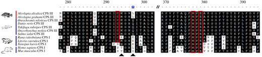 Multiple amino acid alignment of residues 278–397 (aligned to Alcolapia alcalica) of carbamoyl-phosphate synthetase I and III from a number of tetrapod and teleost species, respectively. Conserved amino acids are shaded in black, amino acids in the catalytic triad are boxed in red and arrowheads indicate residues vital for glutamine utilization of the catalytic triad. The blue asterisk indicates the divergent glutamine binding residue in Alcolapia species that probably results in a functional change (inability to bind glutamine). Refer to the image caption for details.