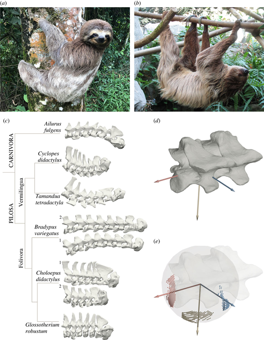 The functional significance of aberrant cervical counts in sloths ...