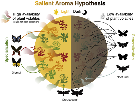 昼は好き嫌い、夜はビュッフェ:蝶や蛾の食事は植物の香りと同期(Picky eaters by day, buffet by night: Butterfly, moth diets sync to plant aromas)