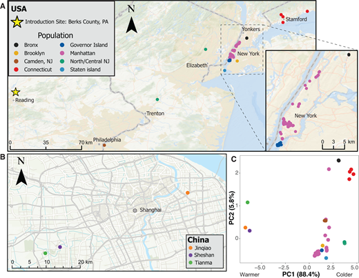 (A). Sampling locations in the U.S. across New York, New Jersey and Connecticut, with dense sampling in Manhattan (inset). (B). Sampling locations in Shanghai, China, at urban (Jinqiao) and forest sites (Sheshan and Tianma). (C). PCA of temperature-related BIOCLIM variables (BIO1–BIO11) across all sampling sites. PC1 (88.4% variance) separates colder, more seasonally variable U.S. sites from Shanghai sites. Population colours are consistent across all panels.