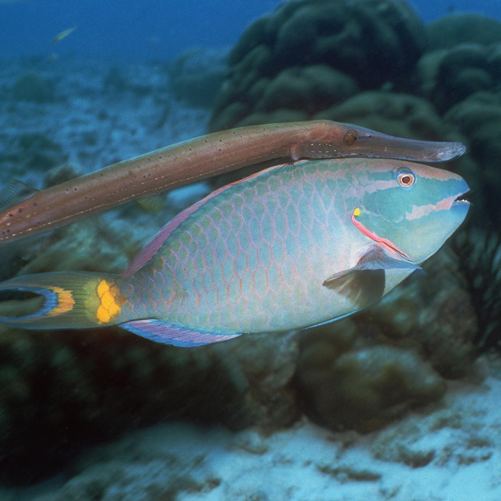 Volume 293 Issue 2064 | Proceedings B | The Royal Society