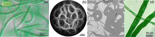 Form and function in biological filaments: a physicist’s review ...