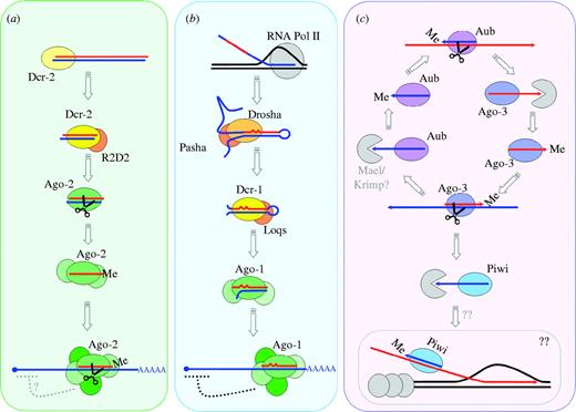 RNAi pathways in Drosophila. (a) The antiviral siRNA pathway. Dicer-2 cuts dsRNA into siRNAs, which are loaded into an Argonaute-containing RISC that targets RNA for degradation. (b) The miRNA pathway. Primary miRNAs are transcribed from the genome, processed by Drosha and Dicer-1 into mature miRNAs. These are loaded into the Argonaute-containing effector complex (RISC), which binds mRNAs and recruits additional factors to inhibit translation. (c) The ‘ping-pong’ model of TE silencing in the Drosophila germ line. Aubergine and Argonaute-3 (Piwi family Argonautes) alternately cleave sense (red) and antisense (blue) transcripts from TEs, guided by piRNAs generated in the other half of the cycle. Cleavage both inactivates the transcript and generates the 5′ end of a new piRNA. The new piRNA-precursor is bound by the partner Piwi family member and the 3′ end degraded and then modified by the addition of a methyl group (Me). The nuclear localization of Piwi suggests that it might mediate heterochromatin assembly (Klattenhoff & Theurkauf 2008). It is unknown how this occurs, but one possibility is that the active Piwi complex binds nascent TE transcripts to recruit heterochromatin factors (Grewal & Elgin 2007). Recently, a fourth pathway has been identified, which targets TE transcripts in both the soma and the germ line, using Dcr-2 and Ago-2 from the antiviral pathway, but Loqs from the miRNA pathway (Chung et al. 2008; Czech et al. 2008).
