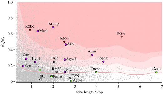Evolutionary rate of RNAi-related genes in Drosophila. The rate of protein evolution (KA, non-synonymous sites) relative to the rate of neutral evolution (KS, synonymous sites) between D. melanogaster and D. simulans, plotted against aligned gene length. All 10 581 orthologous genes for which sequences are available are shown in grey, and 22 RNAi-pathway genes are shown as filled circles, squares and triangles. The smoothed median (red line) and the 75th, 85th and 95th percentiles (shaded background) are plotted for a sliding window (average 380 genes wide). RNAi-related genes evolve significantly more rapidly than the genome average (Wilcoxon signed-rank test, p<0.01). Six are in the fastest 5 per cent of genes (R2D2, Maelstrom, Krimper, Ago-2, Aubergine and Dcr-2), and a further 12 are in the upper 50 per cent. The piRNA pathway (purple circles) and viRNA pathway (red triangles) each evolve more rapidly than other genes (p<0.001 and p<0.01, respectively) but the miRNA pathway (green squares) does not (p=0.34). KA/KS was calculated by the method of Li et al. (1985). This analysis partially duplicates that of Obbard et al. (2006), but uses newer genome releases and an alternative estimator of KA/KS.