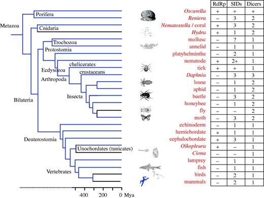 Evolutionary relationships of metazoans and their complements of selected RNAi genes. The presence of an RdRp and the number (where known) of SID and Dicer family members (Weinstock et al. 2006; Gordon & Waterhouse 2007) are indicated in table 1. The metazoan phylogeny is compiled from Bourlat et al. (2006), Delsuc et al. (2006) and Simionato et al. (2007). See figure 1 in the electronic supplementary material for sources.