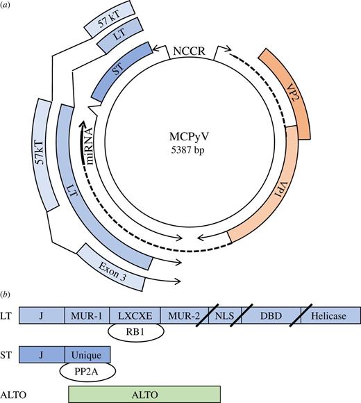 (a) Circular map of MCPyV includes early region genes for LT, ST and 57 kT and late region for VP1, VP2 and miRNA. The non-coding control region (NCCR) contains a bidirectional promoter and the viral origin of replication. Exon 3 of 57 kT is depicted and is in the same reading frame as LT. ALTO is not depicted. (b) Linear maps of LT, ST and ALTO. LT and ST share an N-terminal DNAJ or J domain. LT also contains the LXCXE or RB-binding motif, MCPyV-unique region (MUR) -1 and -2, nuclear localization signal (NLS), DNA-binding domain (DBD) and helicase domain. In MCC, mutations in LT result in truncations after the LXCXE, NLS or DBD and depicted by slashes. ST contains a unique region not shared with LT that binds to protein phosphatase 2A (PP2A). ALTO is expressed in an alternative reading frame from LT.