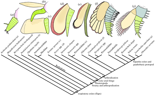 The evolution of biramous appendages revealed by a carapace-bearing ...
