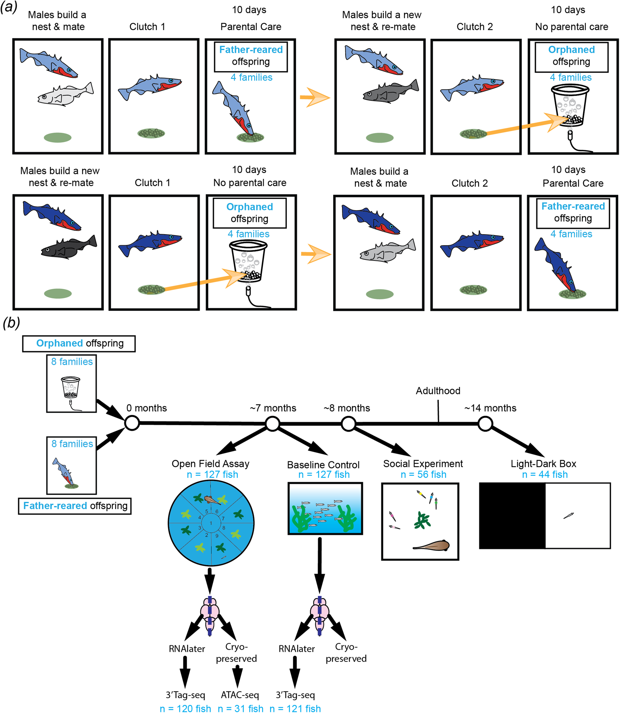 父親から世話を受けた魚に見られる行動への新たな知見（Fish dads offer new insight into behavioral effects of receiving paternal care）